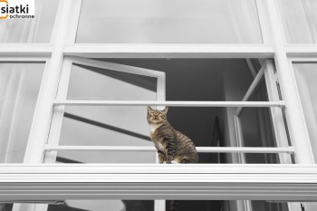 Siatki Rogoźno - Zabezpieczenie dla kotów – siatka dla terenów Rogoźno