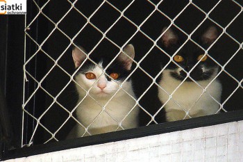 Siatki Rogoźno - Siatka balkonowa – zabezpieczenie dla kota dla terenów Rogoźno