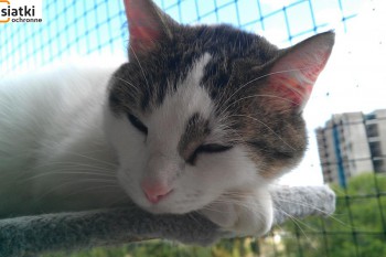 Siatki Rogoźno - Siatka sznurkowa na balkon dla kota dla terenów Rogoźno
